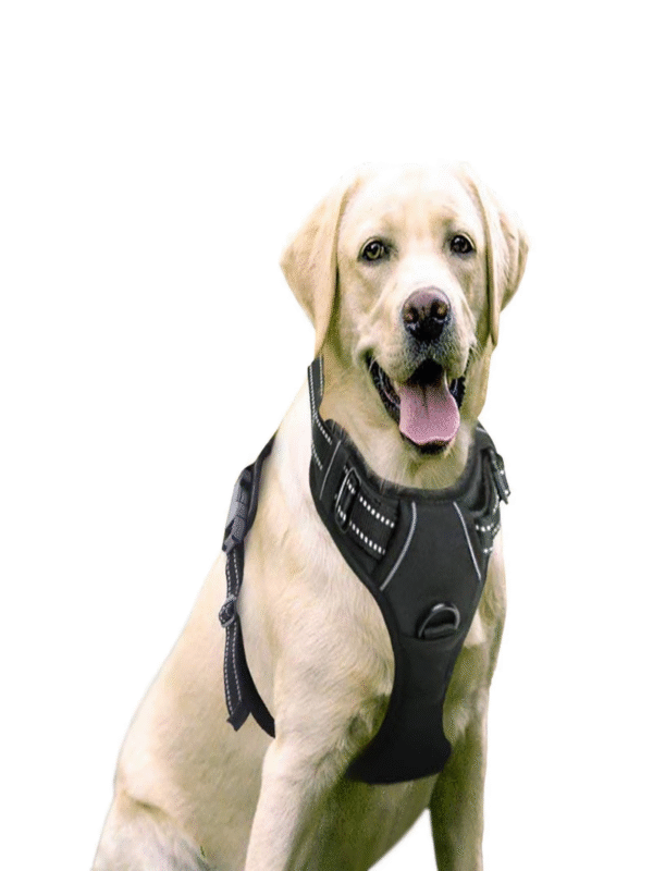 Dog Collars Harness Big Vests